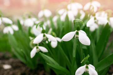 Fototapeta premium snowdrops. View of spring flowers in a clearing in the forest. New fresh snowdrop blooms on a beautiful morning with sunshine. Wildflowers in nature. Blooming spring