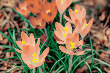 Beautiful macro shot of softly Peach Fuzz spring crocus Crocus vernus blooming with visible orange...