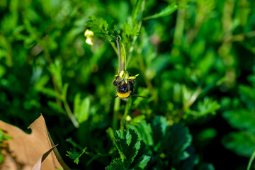 Insectos, abejas, mariquitas y avispas en el bosque de Madrid