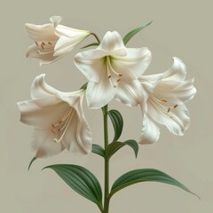 Eucharis Lily Grandiflora Commonly Known Amazon On White Background, Illustrations Images