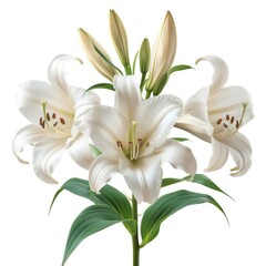 Eucharis Lily Grandiflora Commonly Known Amazon On White Background, Illustrations Images