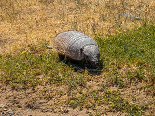 Patagonian armadillo foraging the deserts of the Valdés Peninsula Nature Reserve, Chubut, Patagonia, Argentina