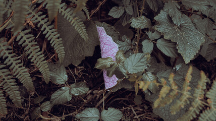 Colourful leaf in the middle of green vegetation
