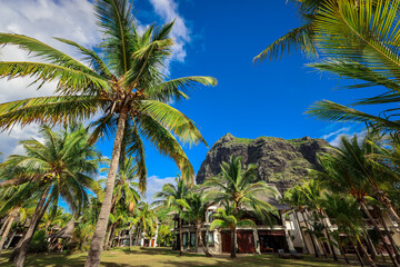 Palm Trees and Mountain at Mauritius Resort