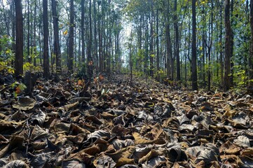  dry leaves  in the forest