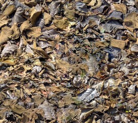 seamless dry leaves for texture background