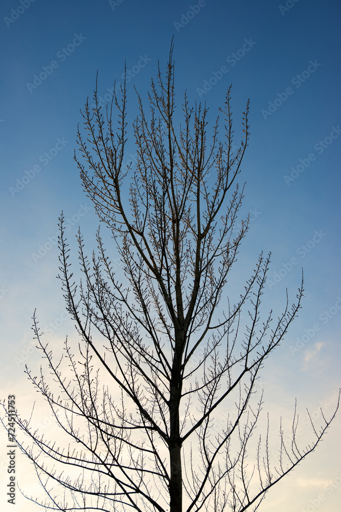 Sticker Leafless tree in a public park