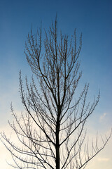 Leafless tree in a public park
