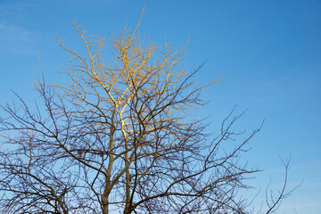 Fototapeta na wymiar Leafless tree in a public park