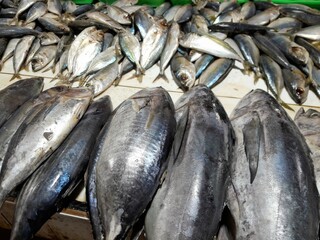 fresh fish at the market