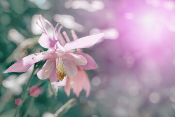 Aquilegia vulgaris aquilegia waterspout grows in the garden and is illuminated by bright sunlight. Blooming spring