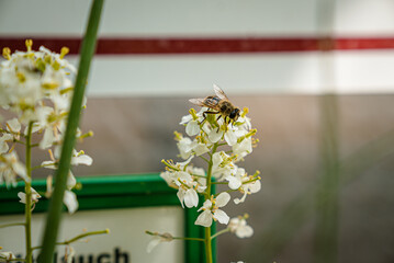 Bee on summer flower closeup