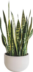 Sansevieria, snake plants, isolated on transparent background. PNG