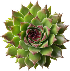 Fototapeta premium Succulent plant isolated on transparent background. PNG