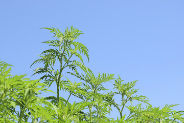 Fototapeta premium American common ragweed against blue sky. Dangerous plant. Ambrosia shrubs that causes allergic reactions, allergic rhinitis. Copy space. Selective focus.