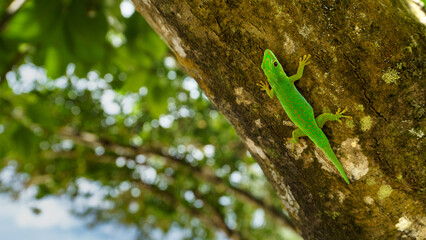 Green Lizard in Seychelles  - 724517537