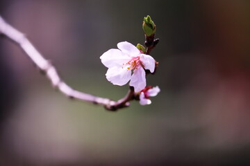 一輪の桜の花