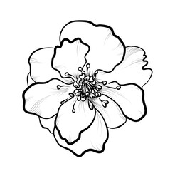 hand-drawn sakura flower vector illustration