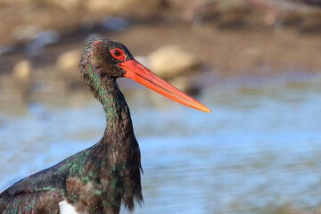 Schwarzstorch / Black Stork / Ciconia nigra.