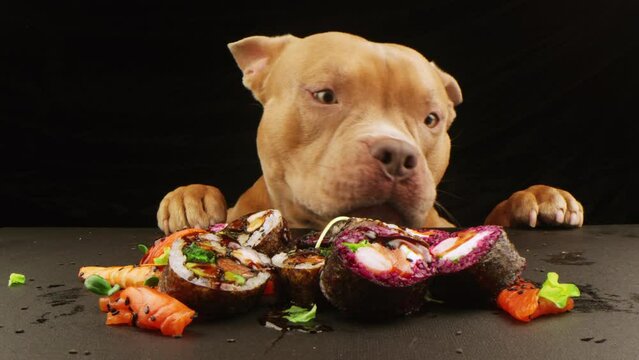 Slow Motion. Cute dog on a dark background along with sushi rolls at the table. The dog licks his lips appetizingly against the backdrop of sushi rolls. Advertising sushi menu concept. 