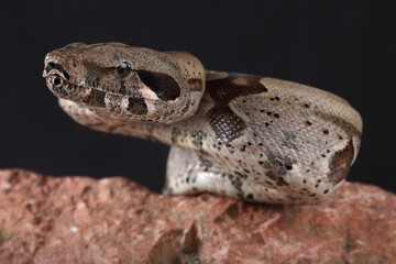 Portrait of a Common Boa against a black background
