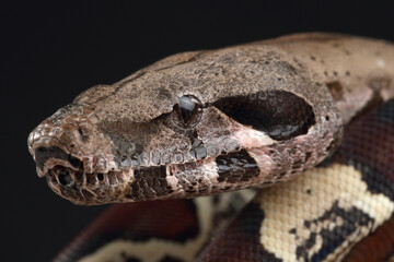 Portrait of a Common Boa against a black background
