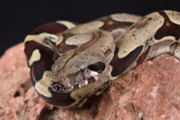 Portrait of a Common Boa against a black background

