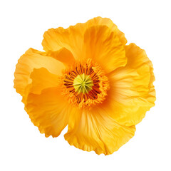 Iceland Poppy flower isolated on transparent background