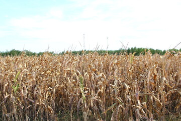 Field with dry corn ready for harvest