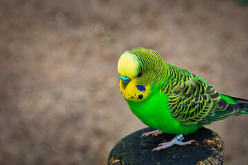 green parrot on a branch - Wellensittich