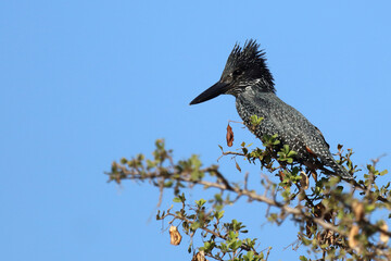 Riesenfischer / Giant kingfisher / Megaceryle maxima
