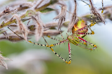 Spider are classified in the Class Arachnida, Order Araneae or Araneida.
