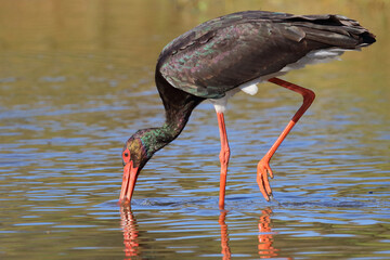 Schwarzstorch / Black Stork / Ciconia nigra.