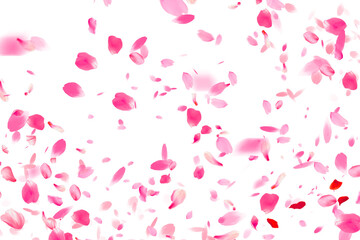 Sakura patern transparent