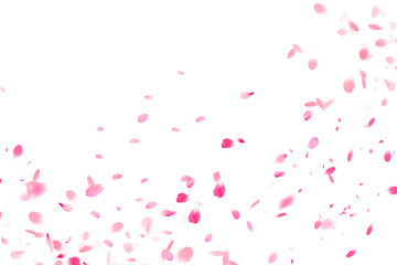 Fototapeta na wymiar Sakura patern transparent