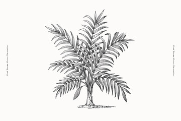 Kentia palm in engraving style. Howea palm tree. Hand-drawn tropical tree. Vintage botanical illustration on a light background in engraving style