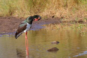 Schwarzstorch / Black Stork / Ciconia nigra.