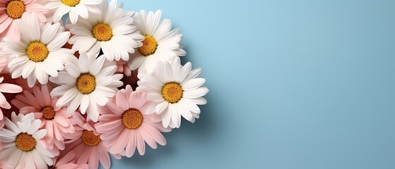 Daisy flowers with copy space for text. Frame with chamomile flowers. Flowers on isolated background