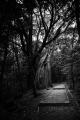 dark paths in the forest