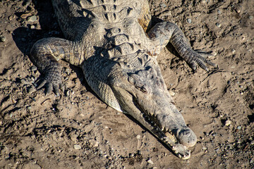 crocodiles under bridge Tárcoles river