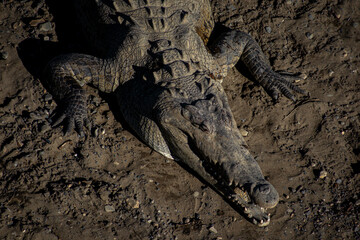 closeup big crocodile in Costa Rica