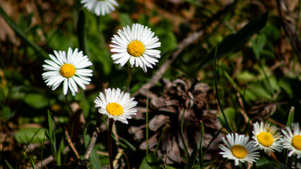 daisies in groups of three