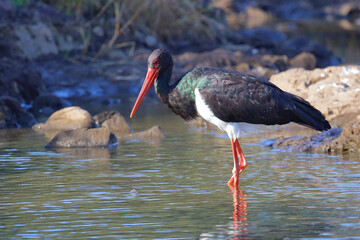 Schwarzstorch / Black Stork / Ciconia nigra.