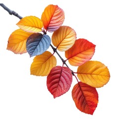 Colorful Autumn Branch Isolated On White Background, Illustrations Images