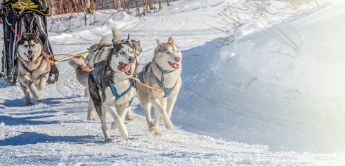 Husky dogs are pulling sledge at sunny winter forest in Kamchatka, Russia