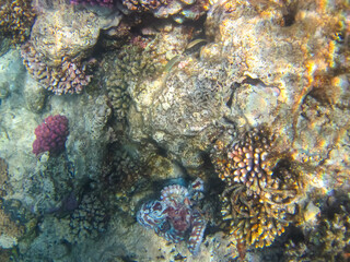 Octopus hiding in the coral reef of the Red Sea