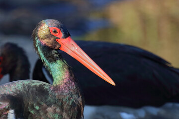 Schwarzstorch / Black Stork / Ciconia nigra.