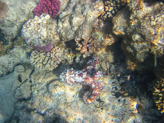 Naklejka na ściany i meble Octopus hiding in the coral reef of the Red Sea