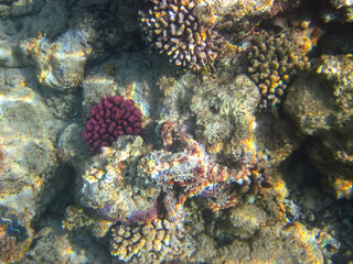 Fototapeta na wymiar Octopus hiding in the coral reef of the Red Sea