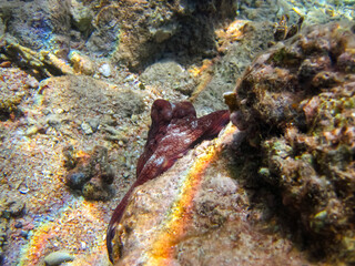 Octopus hiding in the coral reef of the Red Sea